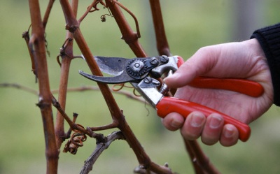 Lessons From The Garden – Pruning – A repost for 2022
